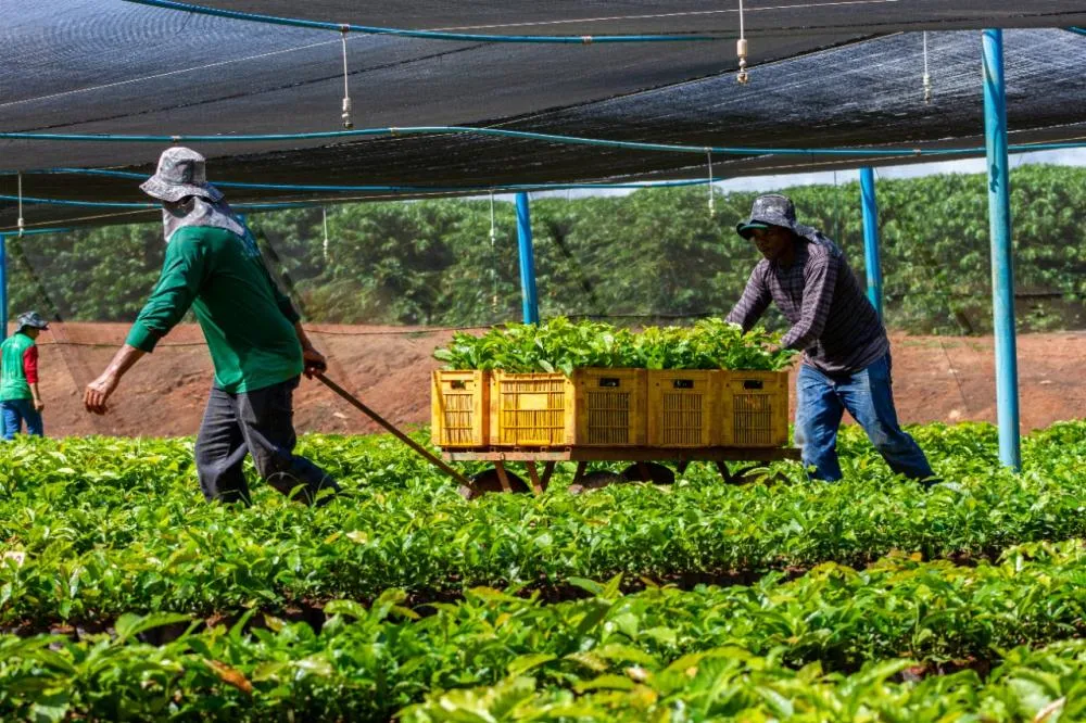 Investimentos do governo de RO na agricultura familiar fortalece desenvolvimento no campo
