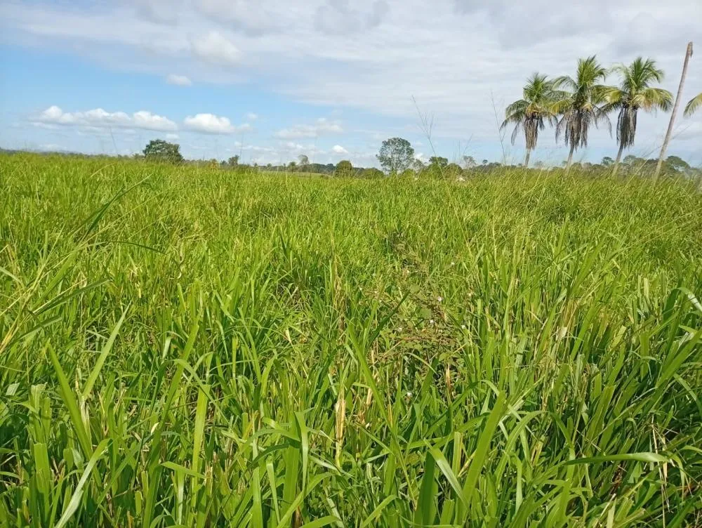 Pastejo diferido ganha espaço como estratégia para manter produtividade do rebanho durante a seca