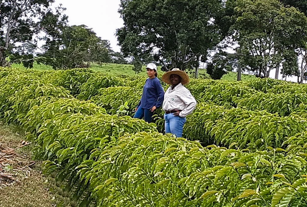 Produtor beneficiado com mudas de café do governo de RO apresenta resultados em Dia Especial do Café